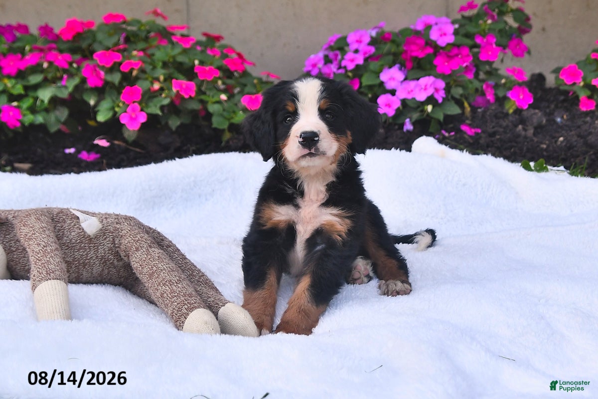 Bernese Mountain Dog dogs Quinn - Ad 1