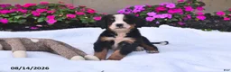 Bernese Mountain Dog dogs for sale: Quinn - Ad 1