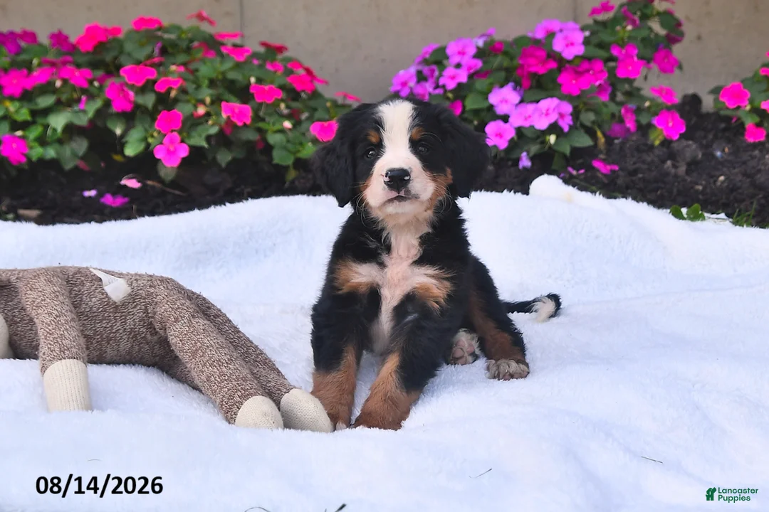 Bernese Mountain Dog dogs for sale: Quinn - Ad 1