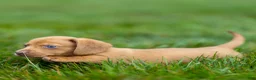 Miniature Dachshund dogs for sale: Mylan Miniature Dachshund  - Ad 13