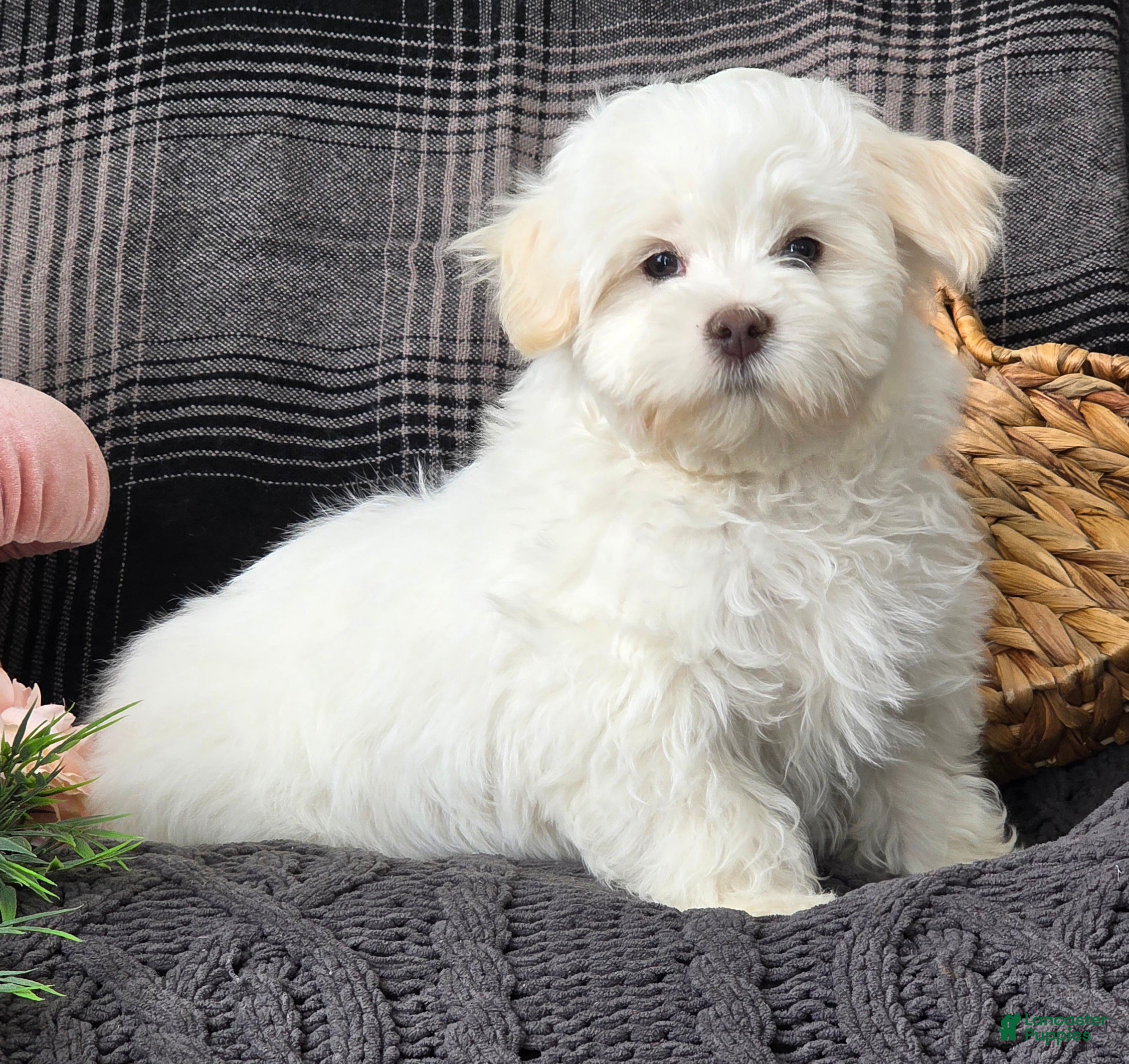 Maltese dogs Cloud - Ad 37