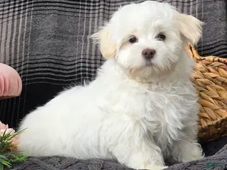 Maltese dogs Cloud - Ad 37