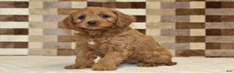 Cavapoo dogs for sale: Fancy - Ad 3