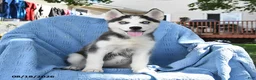 Siberian Husky dogs for sale: Barbie - Ad 4