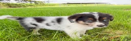 Miniature Australian Shepherd dogs for sale: Dixi- Miniature Australian Shepherd  - Ad 3