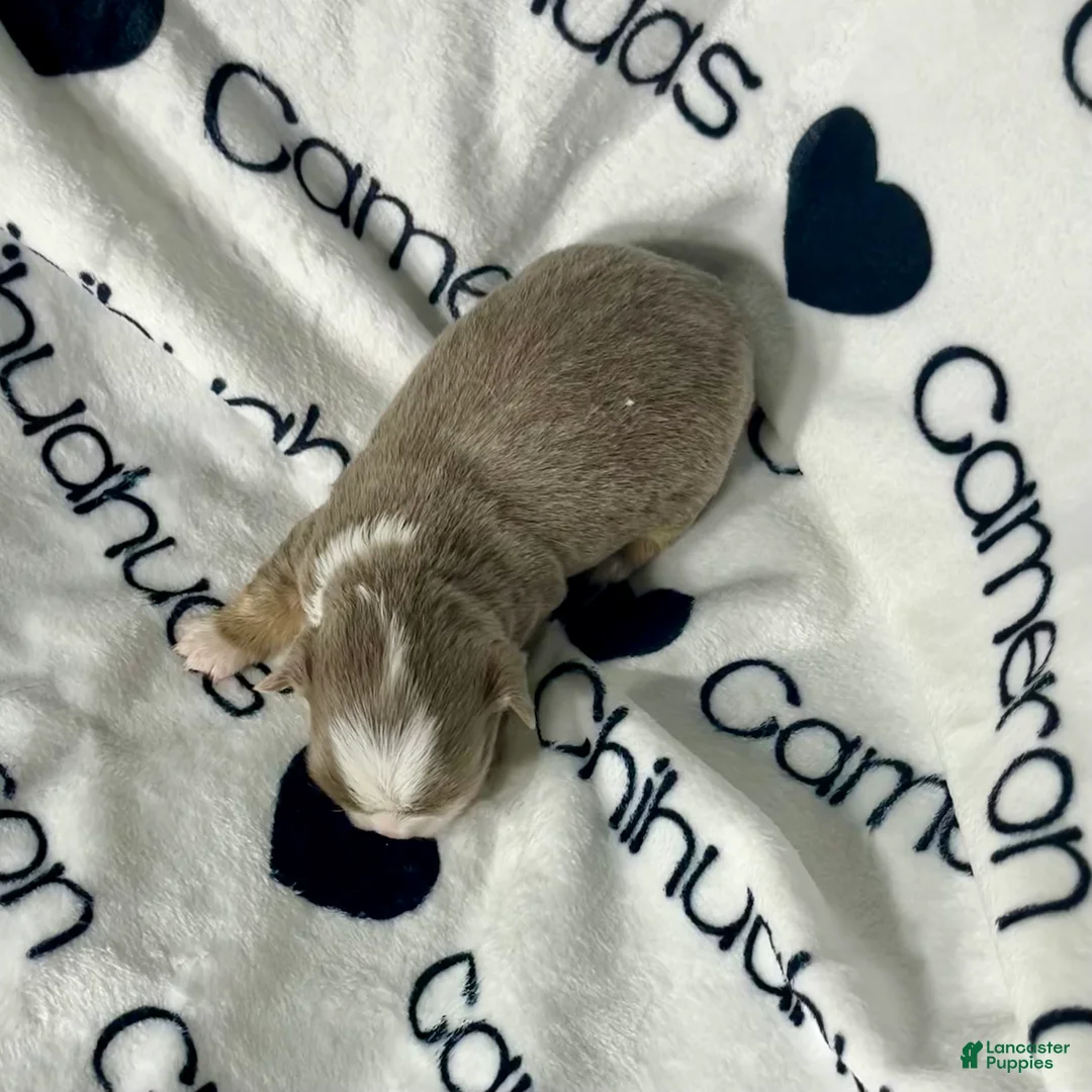 Chihuahua dogs for sale: Graham Lavender Long Coat - Ad 4