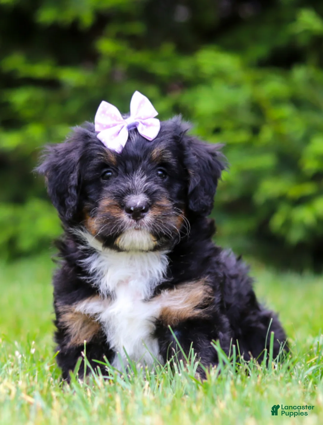 Bernedoodle dogs for sale: Tiana - Ad 1
