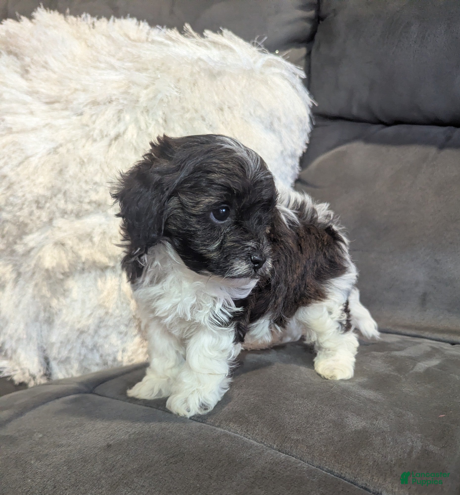 Havanese dogs Moon - Ad 2