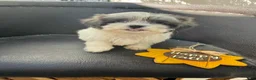 Shihpoo dogs for sale: Winston — The Adventurous Little Explorer - Ad 3