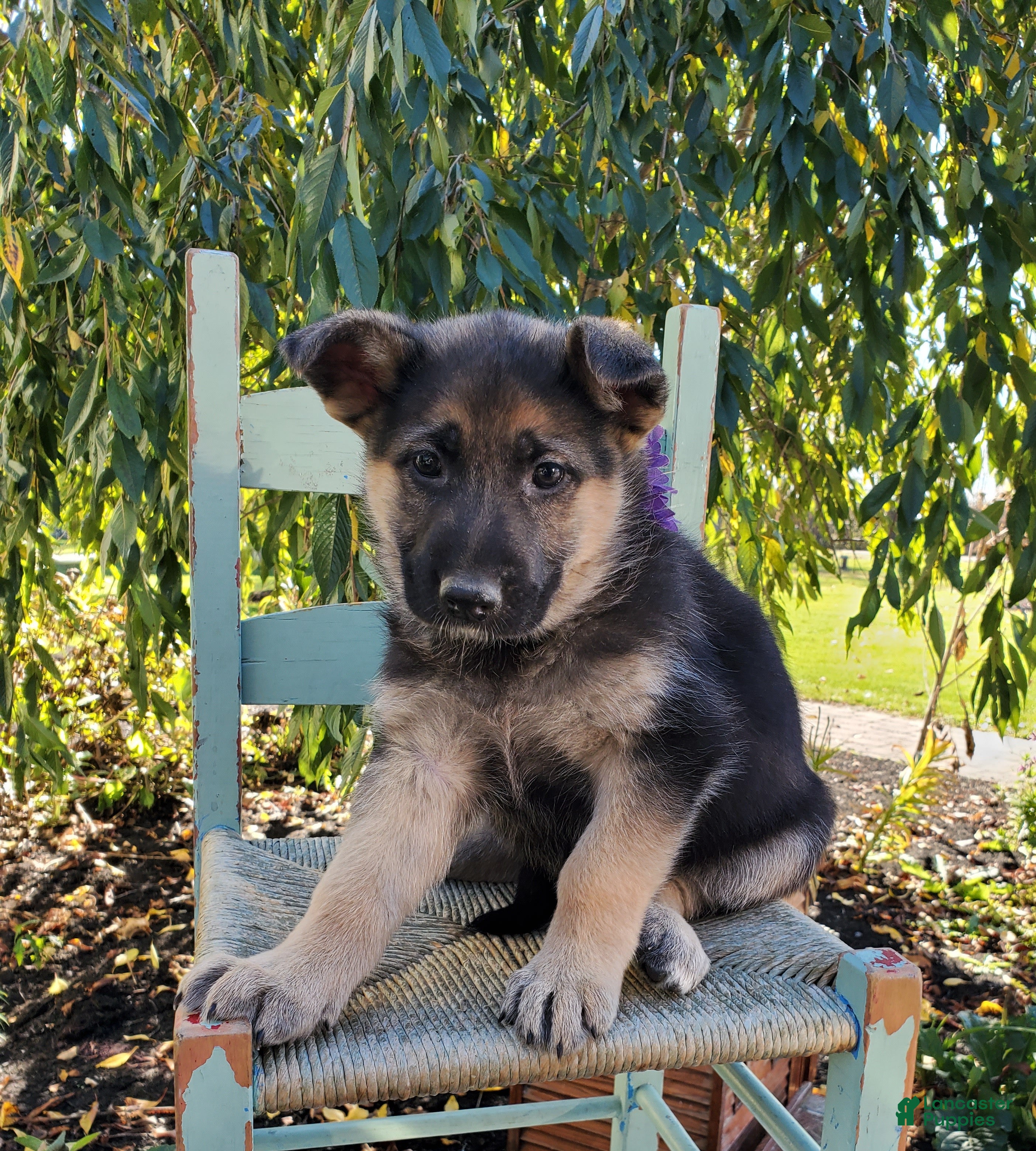 German Shepherd dogs for sale: Tina - Ad 1