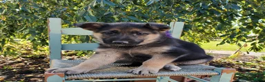 Tina