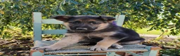 German Shepherd dogs for sale: Tina - Ad 1