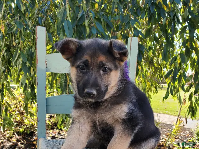 German Shepherd dogs for sale: Tina - Ad 1