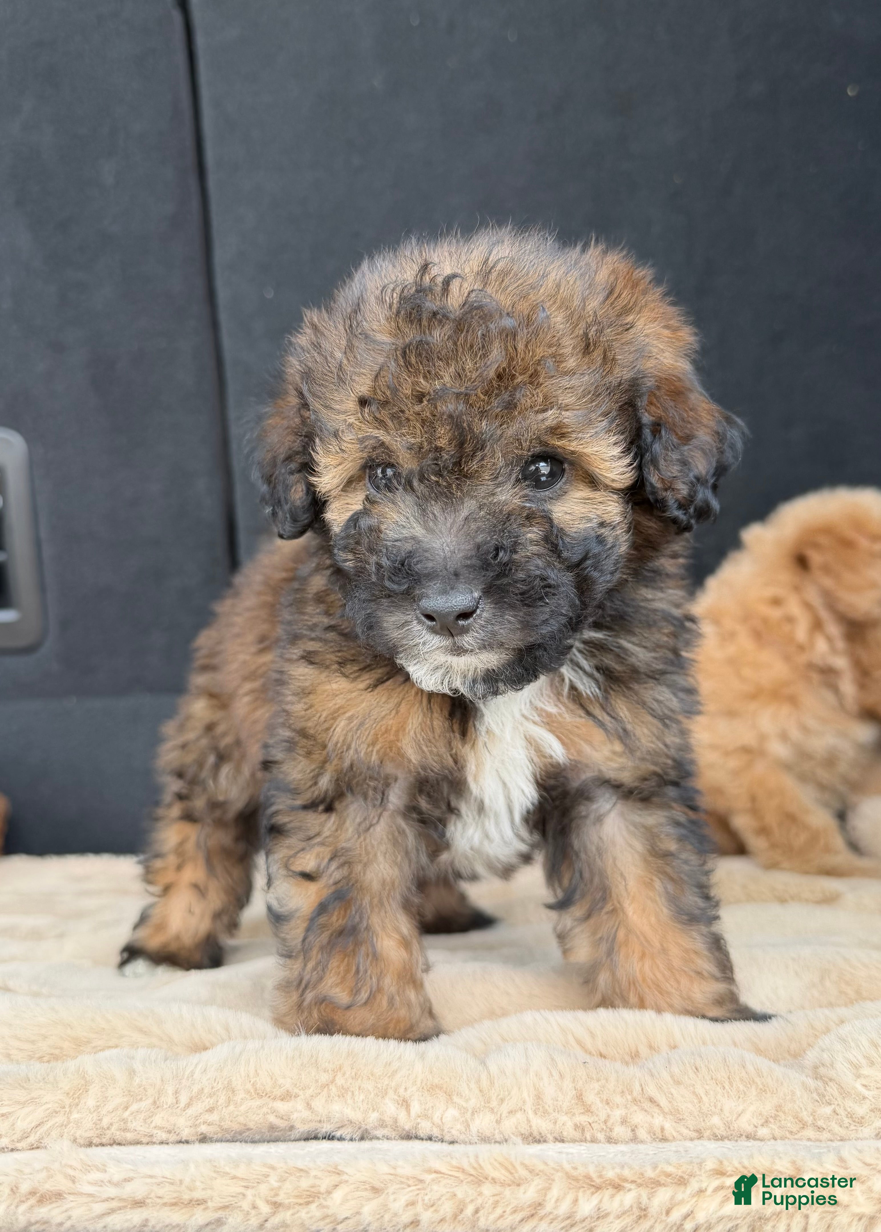 Toy Poodle dogs Toy Poodle 2 - Ad 19