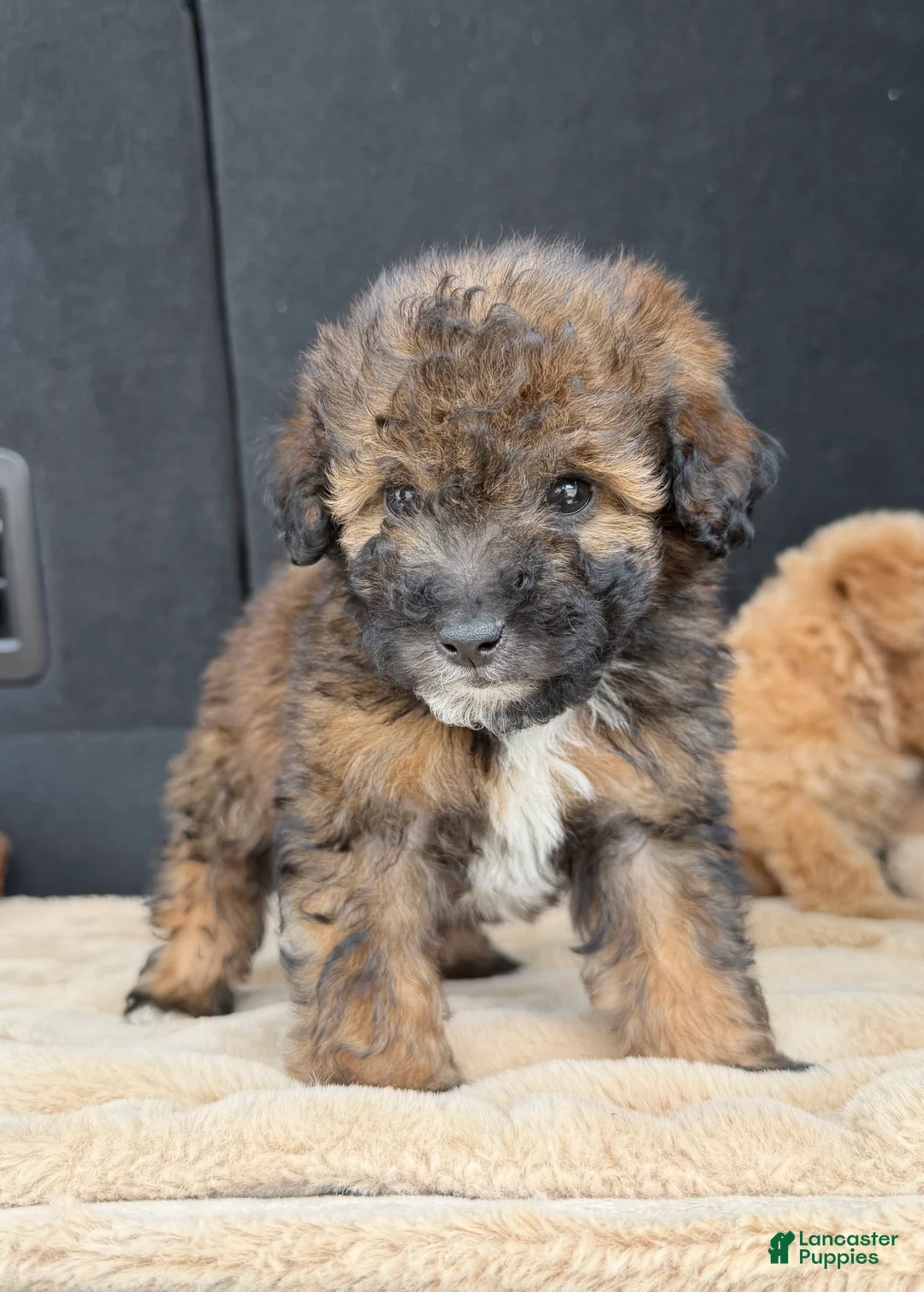 Toy Poodle dogs for sale: Toy Poodle 2 - Ad 1