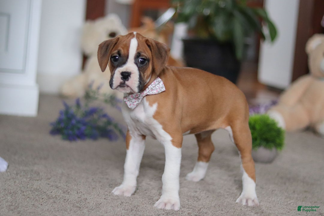 Boxer dogs for sale: Mia - Ad 4