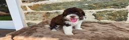 Portuguese Water Dog dogs for sale: Rebecca - Ad 7