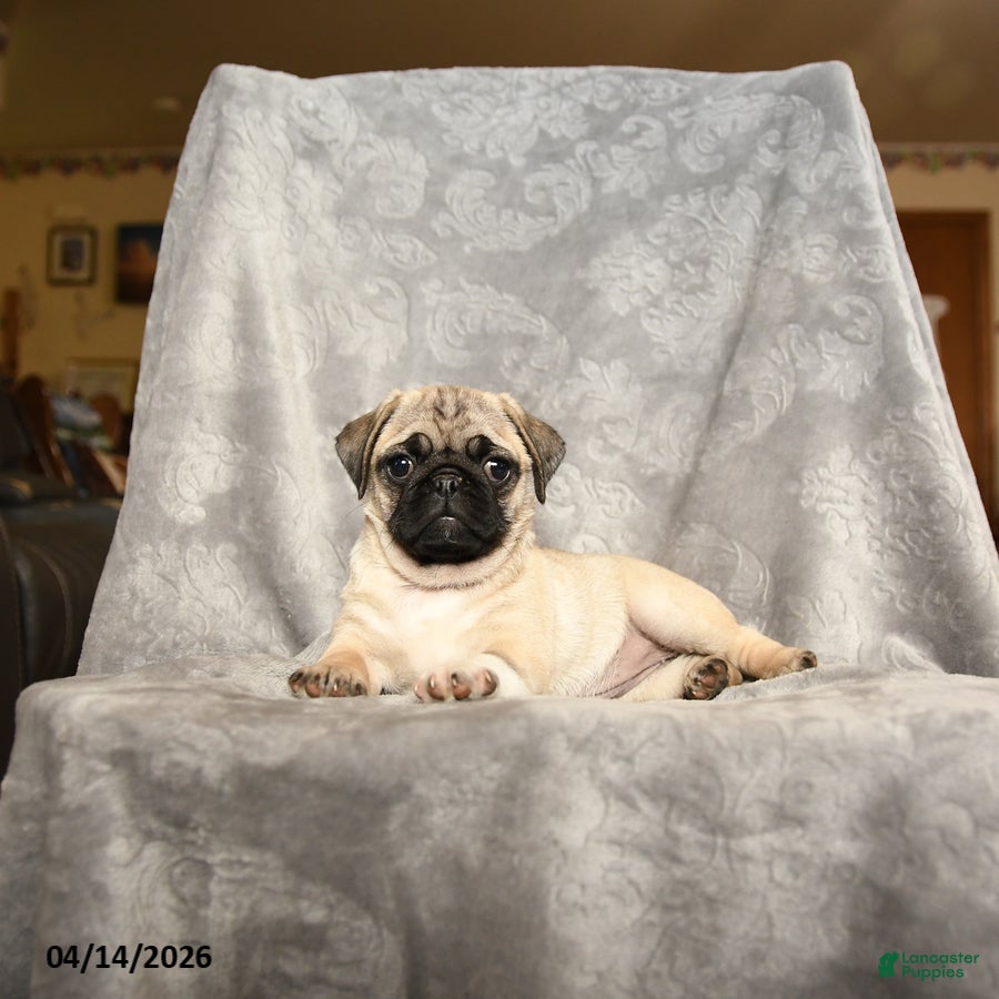 Pug dogs Whitefoot - Ad 1