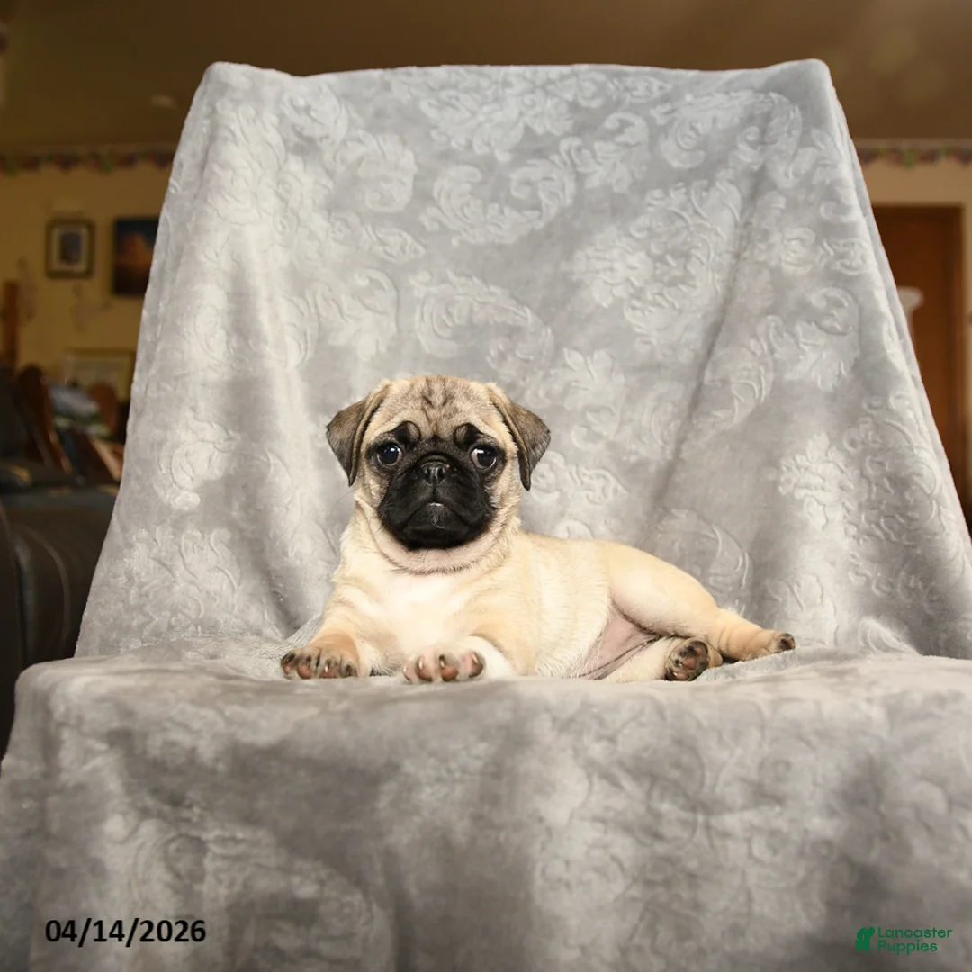 Pug dogs for sale: Whitefoot - Ad 1