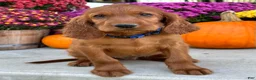 Irish Setter dogs for sale: Ralph - Ad 1