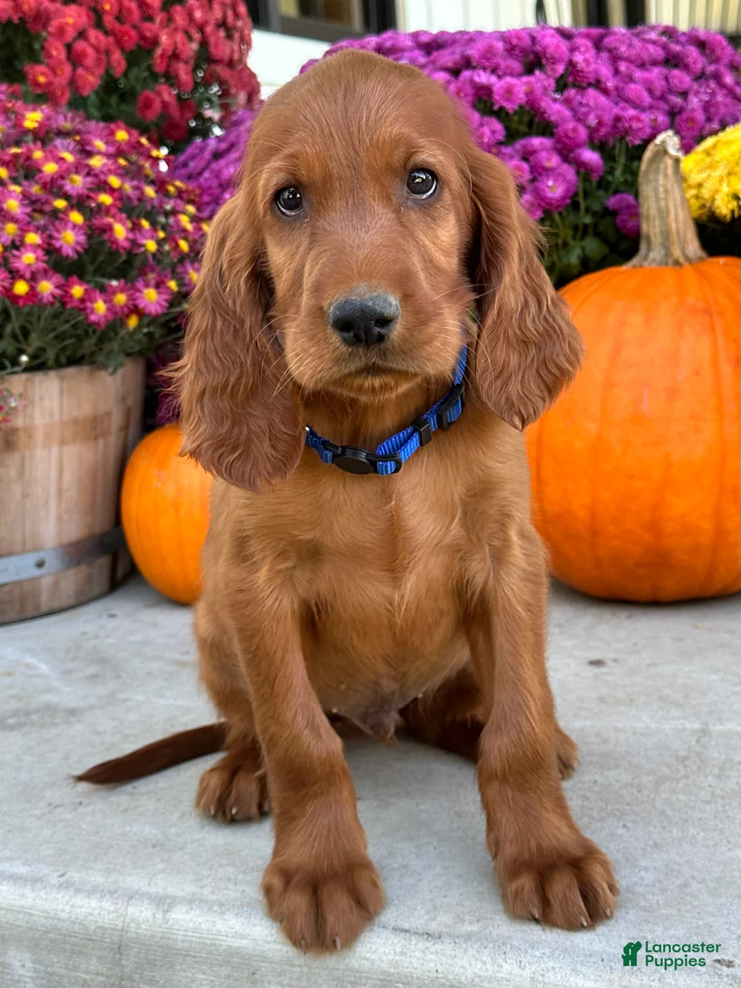 Irish Setter dogs for sale: Ralph - Ad 1