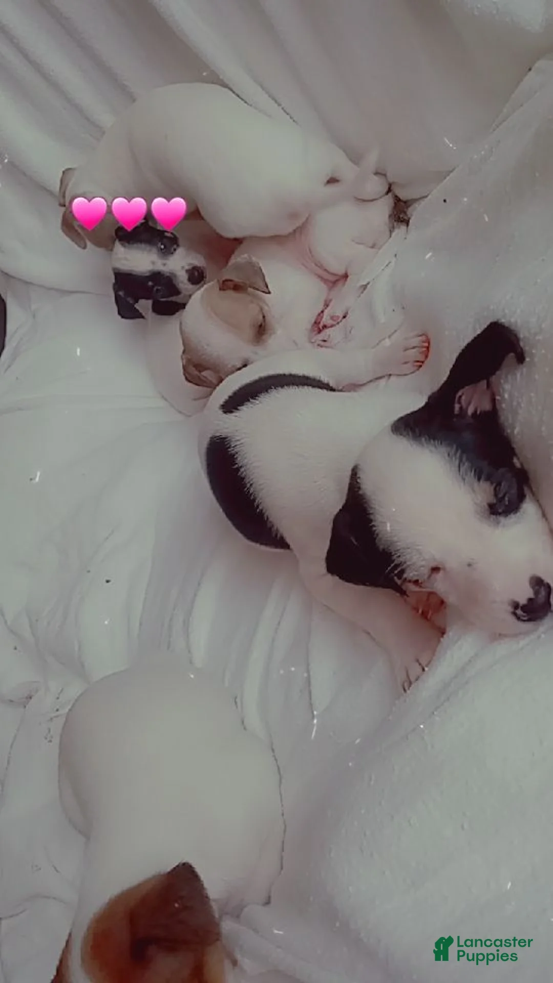 Jack Chi dogs for sale: Jack Chi 2 - Ad 3