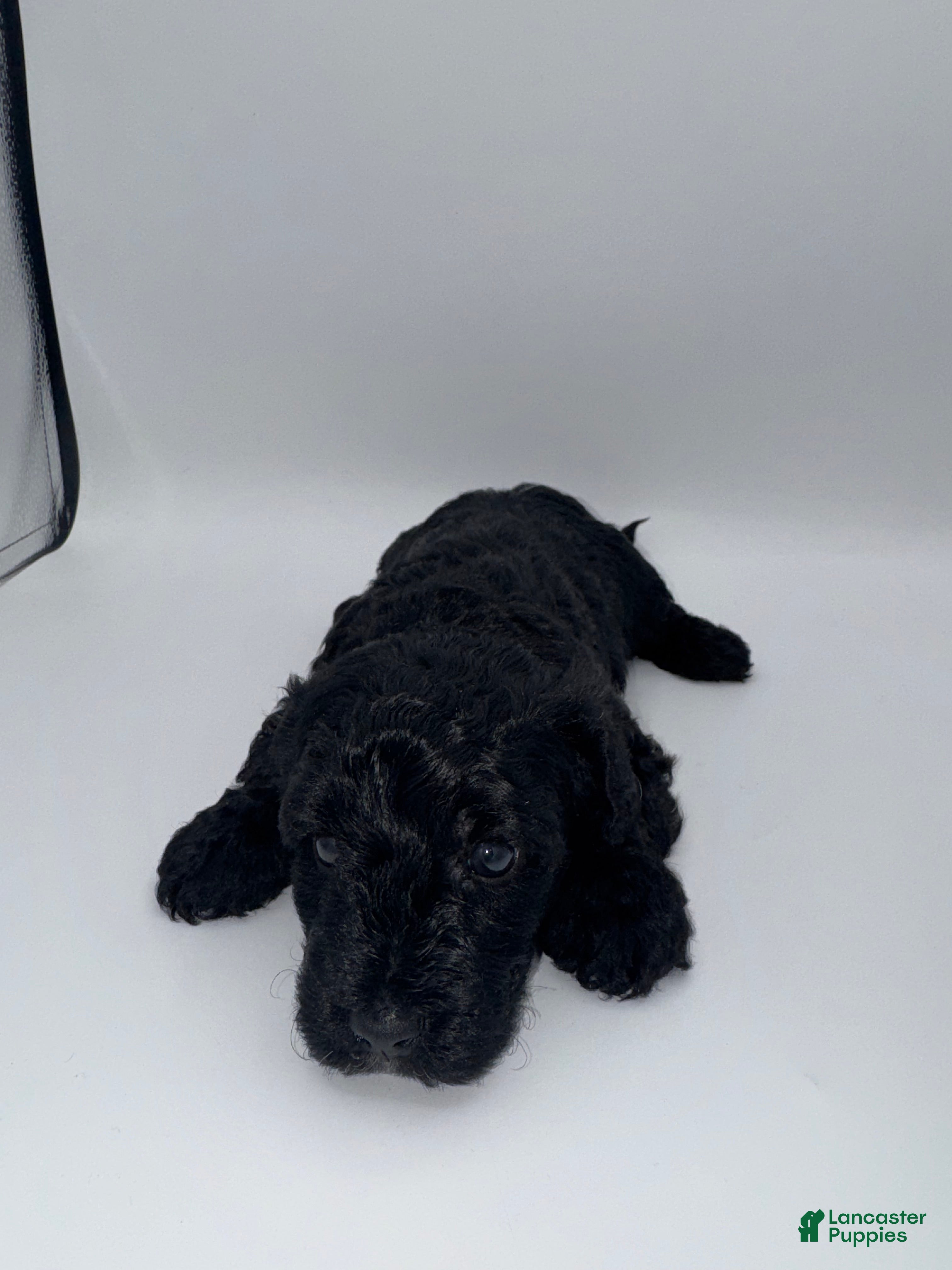 Schnoodle dogs Schnoodle 1 - Ad 23