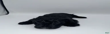 Schnoodle 1