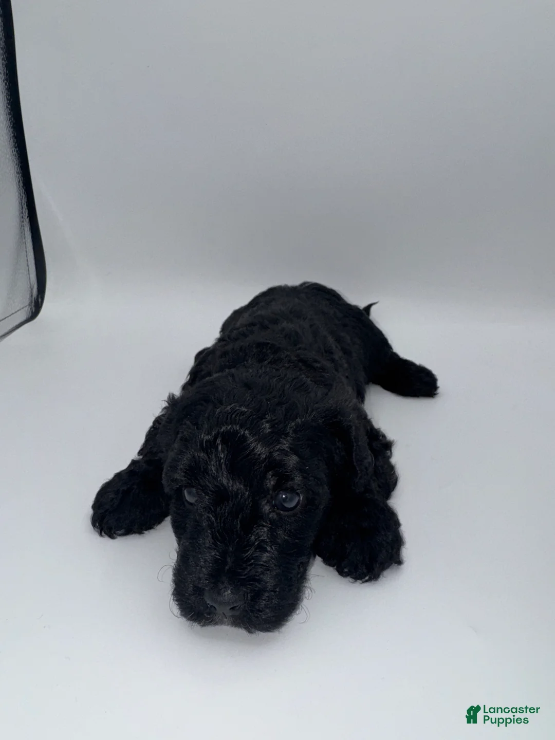 Schnoodle dogs for sale: Schnoodle 1 - Ad 1