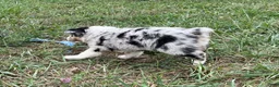 Australian Shepherd dogs for sale: Wade - Ad 9
