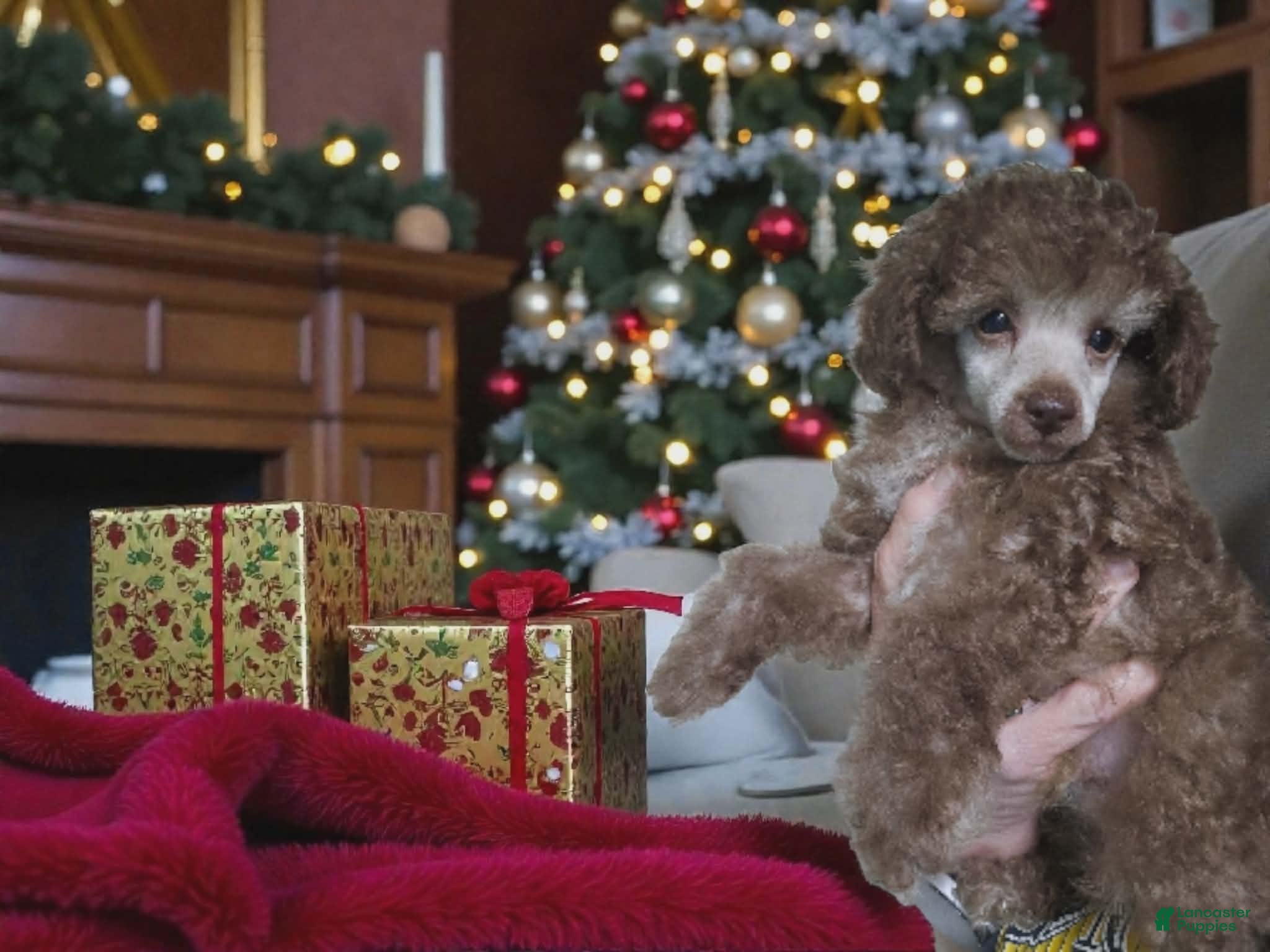 Toy Poodle dogs Toy Poodle Puppy 1 - Ad 33