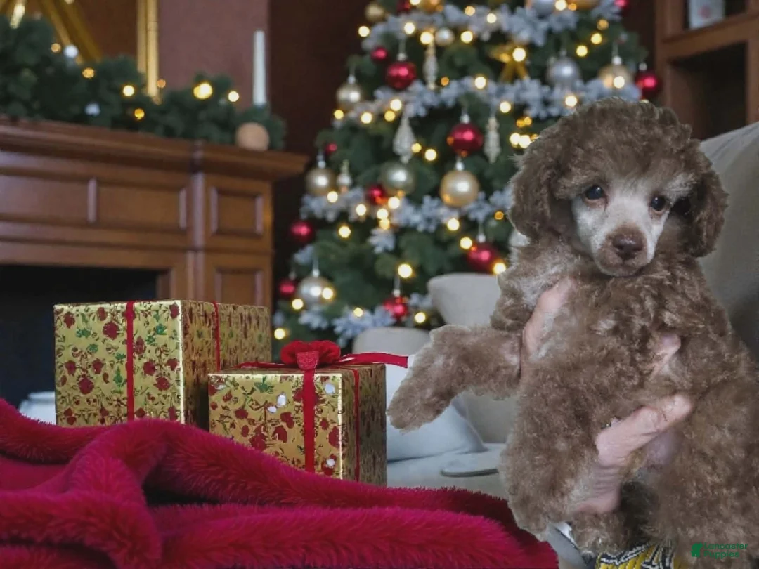 Toy Poodle dogs for sale: Toy Poodle Puppy 1 - Ad 1