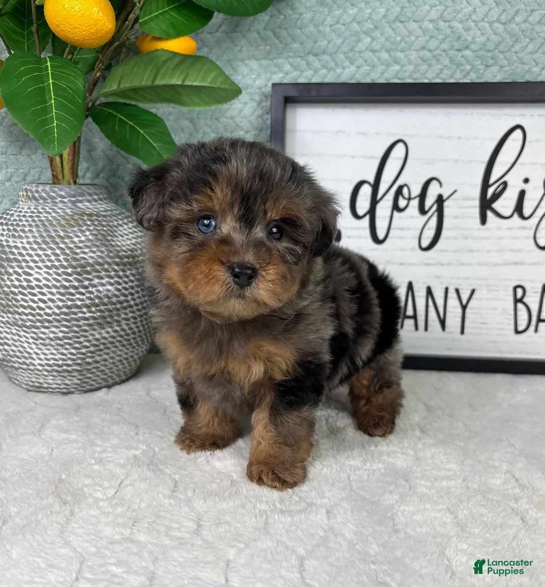 Yorkiepoo dogs for sale: Paxton  - Ad 4