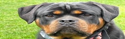 Rottweiler dogs for sale: Mr Brown - Ad 2