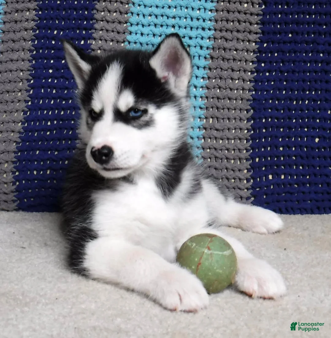 Gallery Image {{count}}