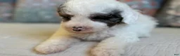 Miniature Poodle dogs for sale: Bowie  - Ad 2