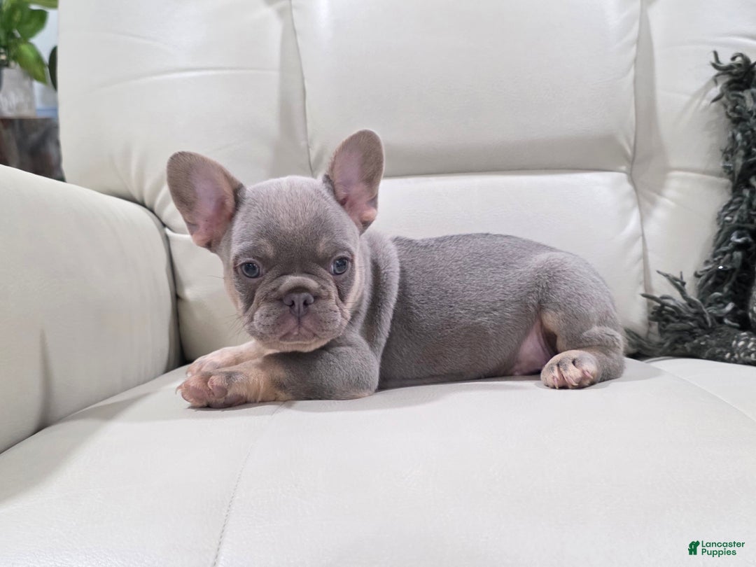 French Bulldog dogs for sale: Kane - Ad 5