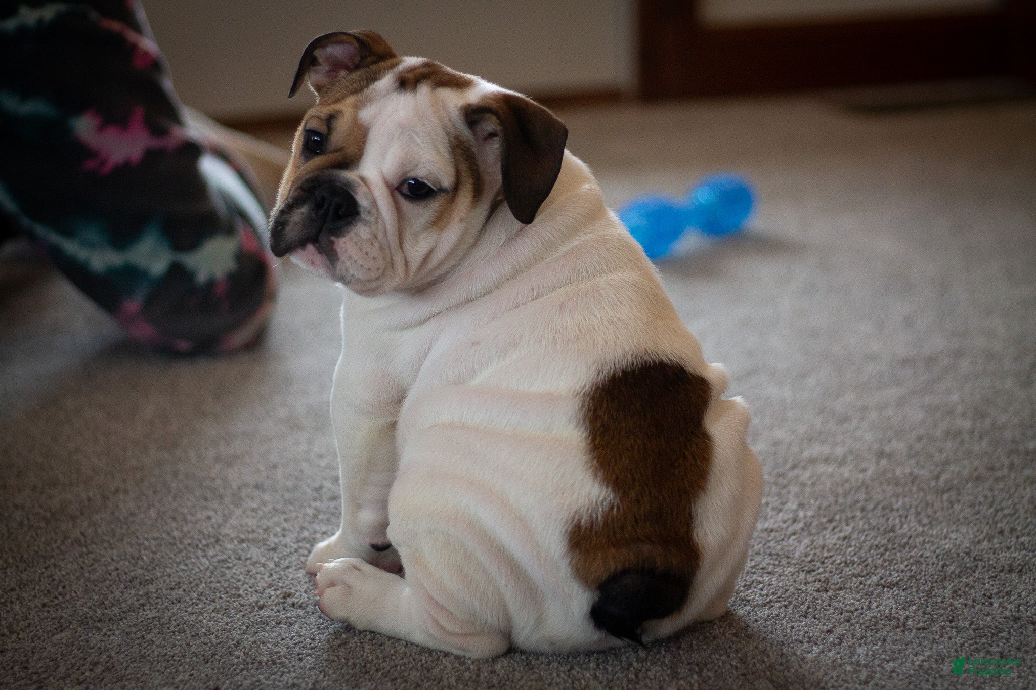 English Bulldog dogs Harley (female) - Ad 1