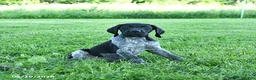 German Shorthaired Pointer dogs for sale: Gunner - Ad 5