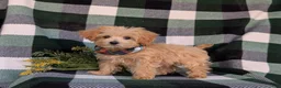 Maltipoo dogs for sale: Clifton 8 lbs Full Grown - Ad 3