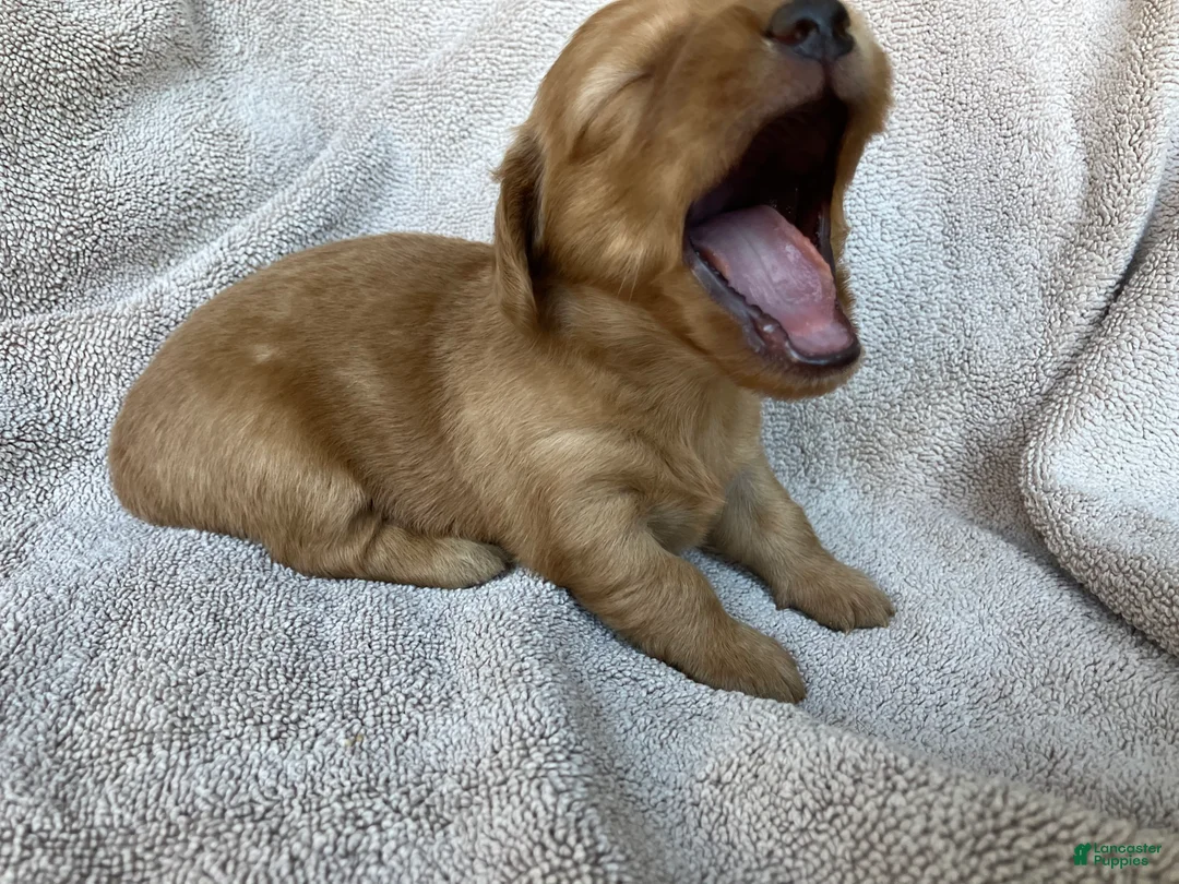 Miniature Dachshund dogs for sale: DAWWG POUND’S POCKET-SIZED QB - Ad 2