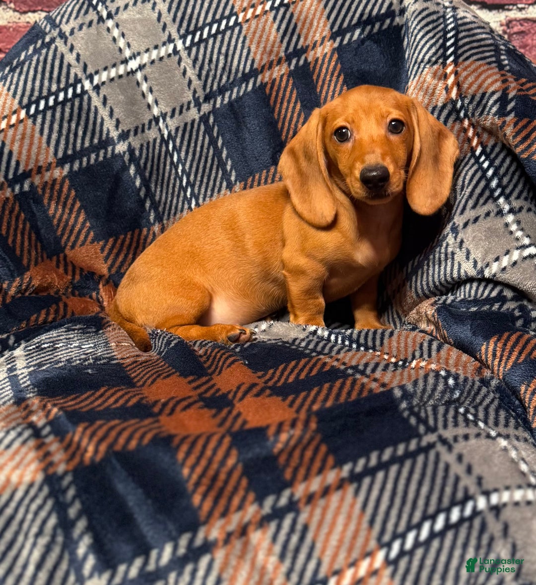Miniature Dachshund dogs for sale: Lilly  - Ad 4