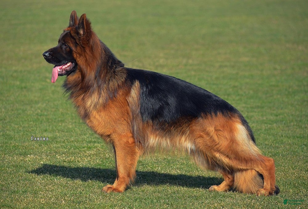 Commander Vom Zwingerwalder