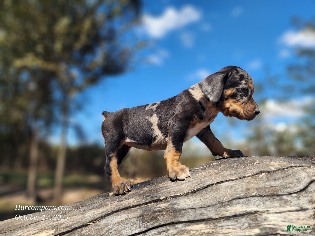 Catahoula Leopard Dog dogs for sale: Houdini 2025 Female 3 - Ad 4