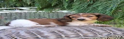 Miniature Dachshund dogs for sale: Champ - Ad 8