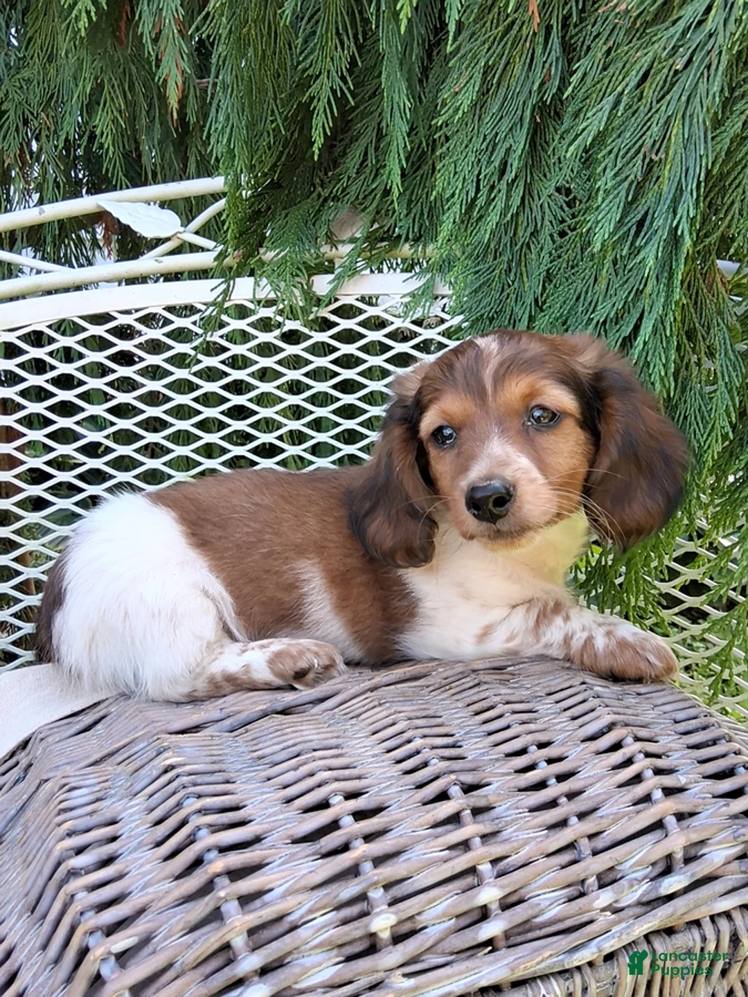 Miniature Dachshund dogs for sale: Champ - Ad 8