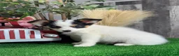Papillon dogs for sale: Rocky 🚂 - Ad 5