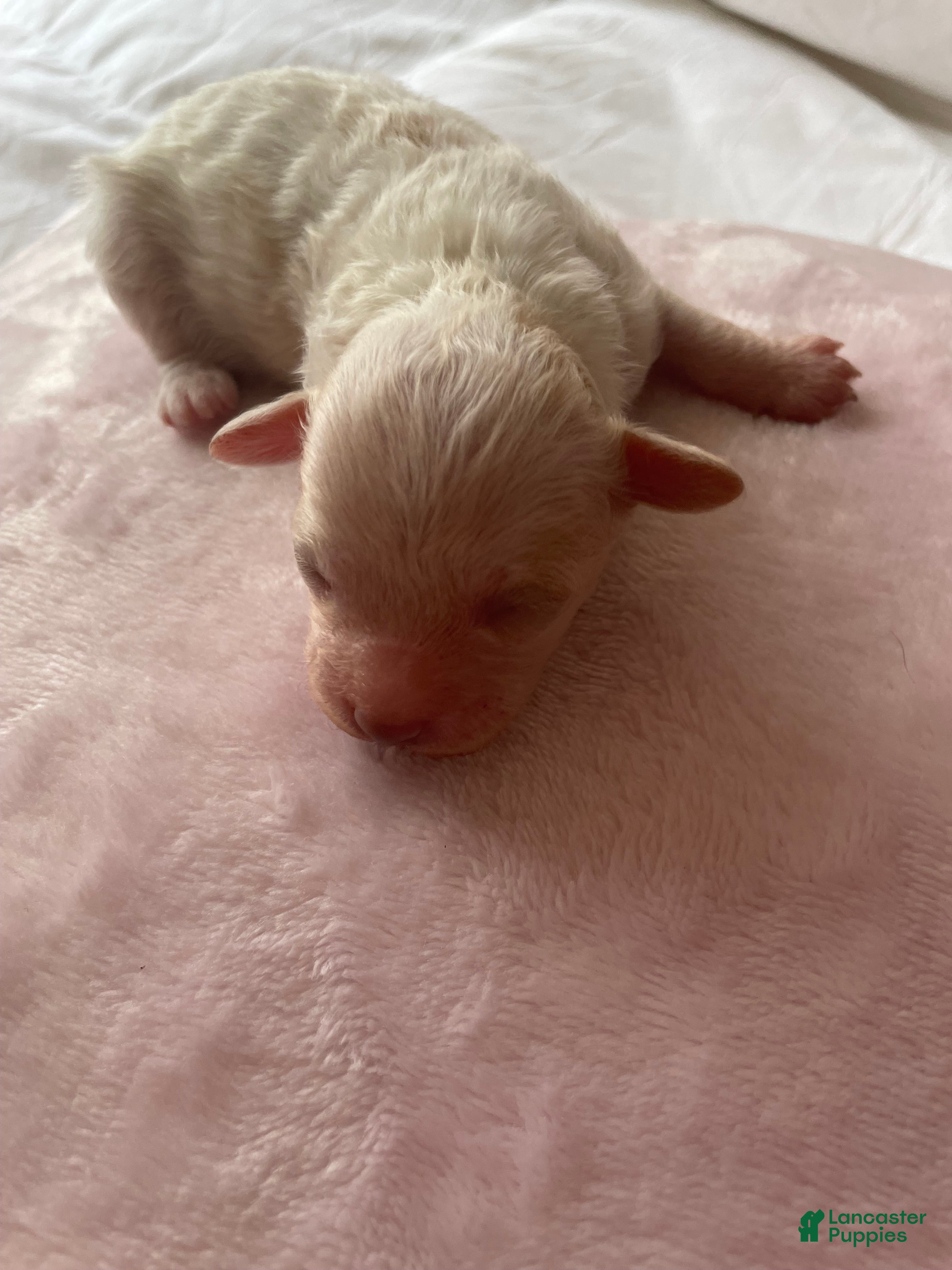 Shihpoo dogs Shihpoo 2 - Ad 2