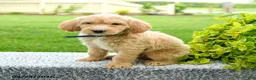 Mini Goldendoodle dogs for sale: Hudson - Ad 3