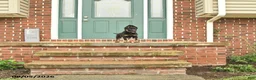 German Shepherd dogs for sale: Fin  - Ad 4